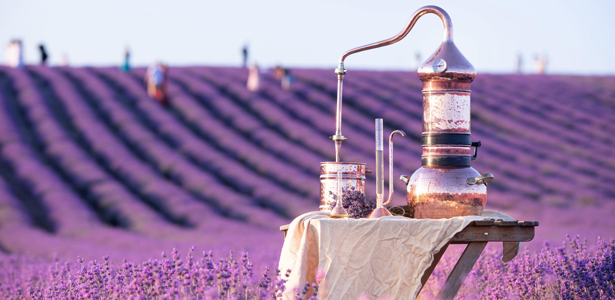 AdobeStock_507993681 - Oleassence en Luberon