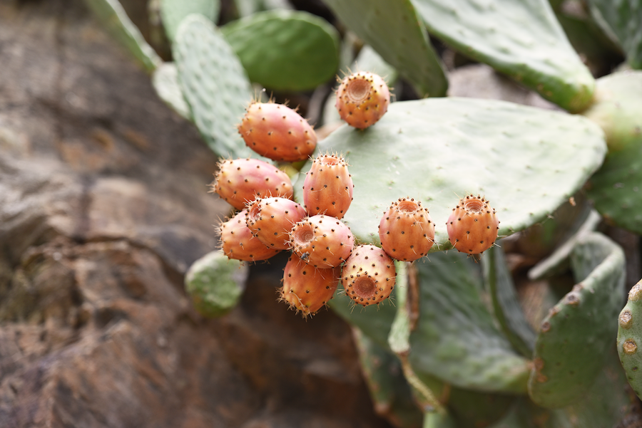 Quels sont les bienfaits de l’huile de figue de Barbarie et comment l’utiliser ?